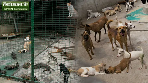 จริงหรือคนเสียเปรียบ! ก.ม.คุ้มครองสัตว์ EP.3 เปิดวิธีจับ! เผยชีวิตหมา-แมวในกรงทอง กทม.