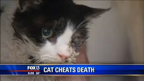 ใครเจอก็ช็อก! แมวโดนรถชนตาย 5 วันฟื้นจากหลุม (ชมคลิป)