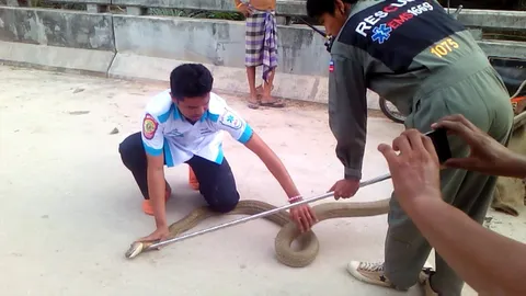 กระบี่ จับจงอางยักษ์ 4 ม. ชาวบ้านเชื่องูเจ้าที่ นำปล่อยป่า