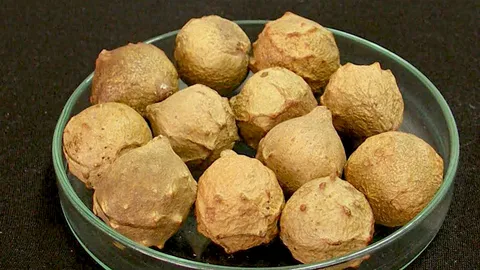 สมุนไพร..ปูดเบญกานี จากยางไม้สู่ยาสมานแผล