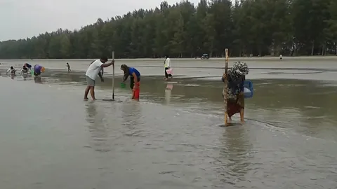 ชาวบ้านเกาะลันตา แห่เก็บหอยหวาน สร้างรายได้ช่วงยางราคาตก