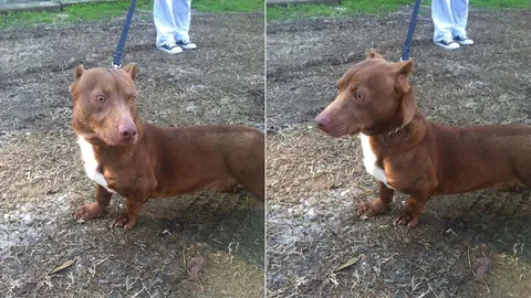 'รามี' พิตบูลโหลดเตี้ย แค่เห็นก็กลัว...จะอดรักไม่ได้