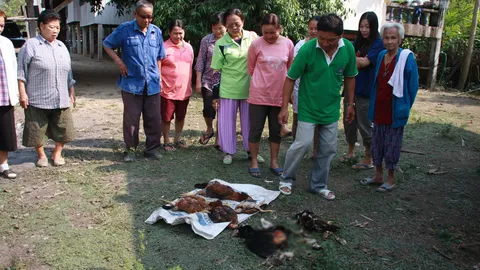  ตัวอะไร! กัดไก่ตายยกเล้า  ชาวบ้านผวาเป็น‘ผีปอบ‘