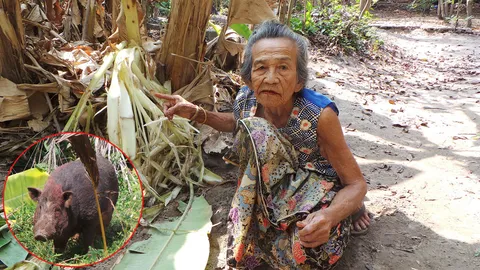แม่เฒ่าสุดทน! ถูกหมูป่าป่วนสวนกล้วยยังชีพ ร้อง ตร.แต่ไร้ผล