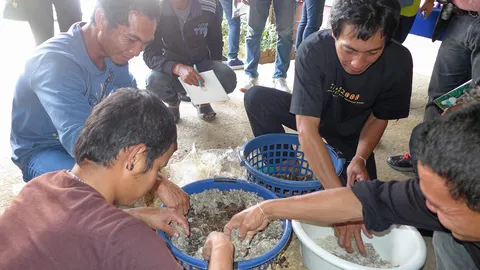 เห็ดตะกร้า โรงเรือนสุ่มไก่