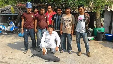 สุสาน 'โลมา' ตายเกยหาดขนอม ตัวที่ 3 ในรอบปี!   