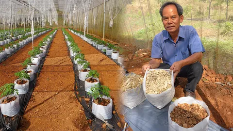 ซังข้าวโพดรักษ์โลก ทดแทนกาบมะพร้าว