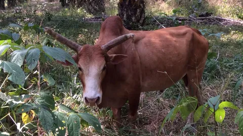 ฮือฮา! วัวฆ่าไม่ตาย ชาวบ้านเชื่อเป็นพญาโค (ชมคลิป)