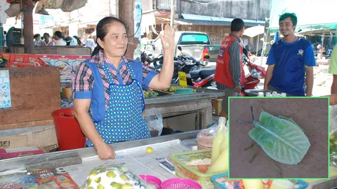  เจออีก 'แมลงใบไม้' เดินในตลาด แม่ค้าฮือฮาบอกไม่เคยเห็น (ชมคลิป)