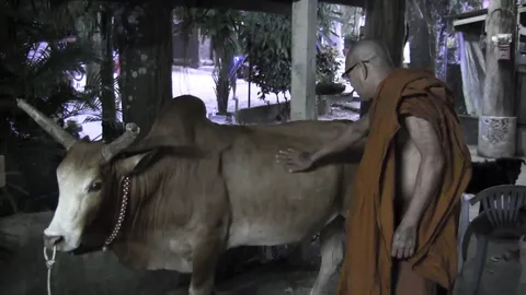 มือยิงพญาโค เผยนาทียิงแต่ไม่เข้า ซ้ำเจอไล่ขวิด วิ่งหนีตาย