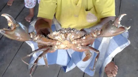 ชาวประมงกระบี่ พบอีกปูเขียวยักษ์ หนัก 2.5 โล ตัวแรกของปีนี้