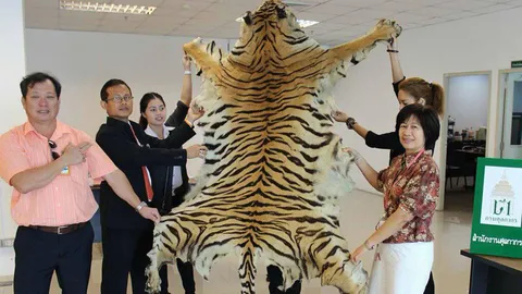 'ศุลกากร' ลุยยึดหนังเสือโคร่งคาสุวรรณภูมิ ค่ากว่า 5 แสน