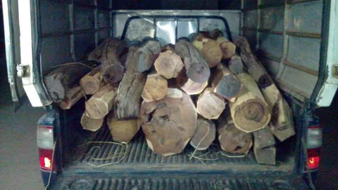 รวบสองหนุ่มเลย ขนไม้พะยูงหนี ตร.