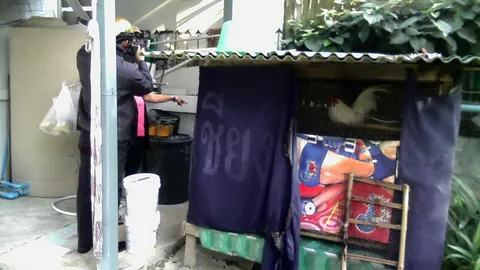 เพื่อนบ้านรำคาญเสียงไก่แจ้ขัน โยนพลุ-ประทัดใส่กรงหวิดวอด