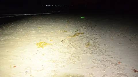 ตะลึง! แมงกะพรุนนับล้าน เกยหาดที่ชุมพร 