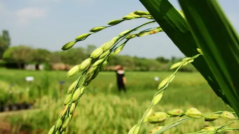 ผจว.สิงห์บุรี เปิดพิธี 'ทำขวัญข้าว' สืบสานประเพณีไทย