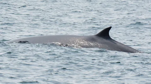 ดี๊ดี! วาฬบรูด้า ยังวนเวียนหากินอยู่ในอ่าวชุมพร