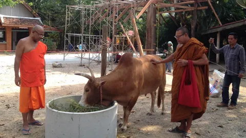 เศรษฐีเสนอ 3 ล้าน! ซื้อ 'พญาโค' หนังเหนียว เอาไปประดับบารมี  (ชมคลิป)