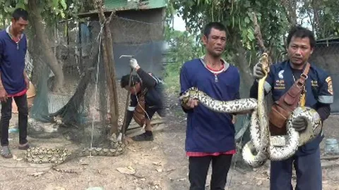 จ้องเขมือบ! งูเหลือมหวังกินลูกแพะฉลองวันวาเลนไทน์