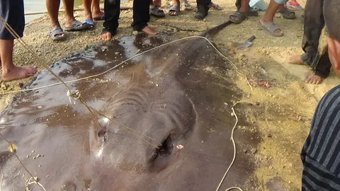 สุดอึ้ง! ด.ช.วัย13 ตกเบ็ดได้ปลาราหูยักษ์ หนักร่วม 200 โล