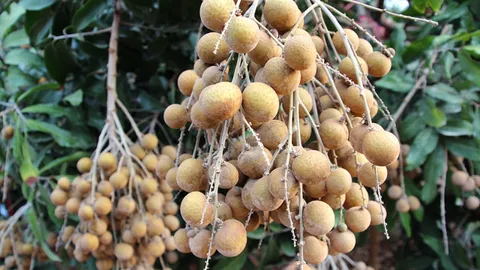 ผวจ.เมืองจันท์ ฟันธงปีทองลำไย หลังราคาขยับทะลุ 90 บาท/กก.