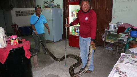 เจออีก‘งูหลาม’เข้าร้านอาหาร รอฉกลูกค้า!  (ชมคลิป)