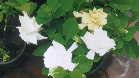 “พุดกุหลาบฮอลแลนด์” หอมแรงเป็นอมตะ