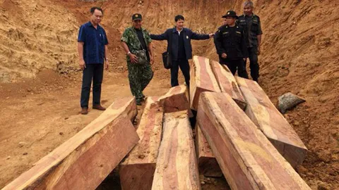 ปปง.ยึดทรัพย์ 3 ผู้ต้องหาร่ำรวย ฟอกเงิน จากการค้าไม้พะยูง