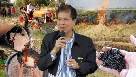 เผาตอซังซ้ำทุกข์ วังวนยิ่งทำยิ่งจน