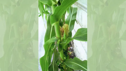 "หนวดข้าวโพด-ไชเท้า-ชาจีน" แก้บวมน้ำ