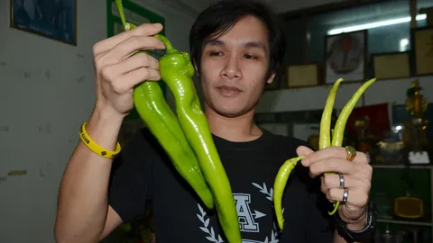 คนเชียงใหม่แห่ซื้อ พริกยักษ์ทั้งยาวทั้งใหญ่ เม็ดเดียวเผ็ดสะเด่า!!