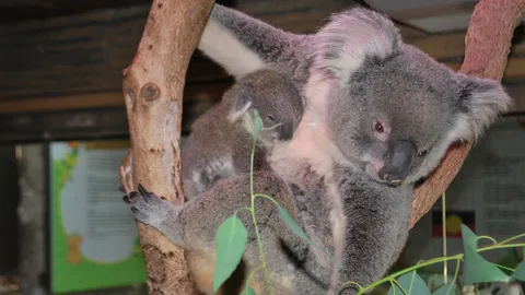 สวนสัตว์เชียงใหม่เฮ! ได้ลูกโคอาลาน้อย เปิดตั้งชื่อชิงรางวัล