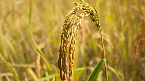 พณ. เปิดประมูลข้าวสต๊อกรัฐ รอบ 2  ยื่นซอง 5 มี.ค.