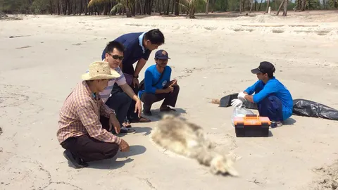 ตายรายวัน! โผล่อีก ซากโลมาอิรวดี ตัวที่ 12 เกยหาดตราด