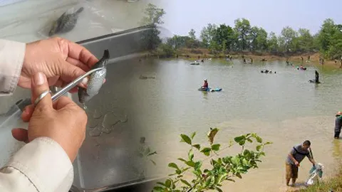 ปักเป้าน้ำจืดมีพิษ ฤดูวางไข่อันตรายสุด