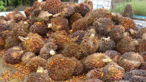 พณ.สยบข่าวลือทุบราคา ปัดนำเข้าน้ำมันปาล์มดิบ 