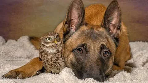 ตูบกับนกเค้าแมวเพื่อนซี้กัน