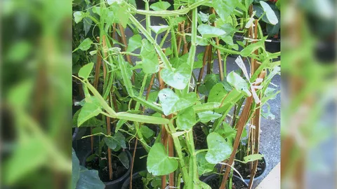 "เพชรสังฆาต" กับสูตรแก้กระดูกเสื่อม