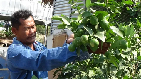 จบแค่ ม.3 ชาวสวนอัจฉริยะปลูกมะนาวให้ผลต้นละ 3,000 ลูก!