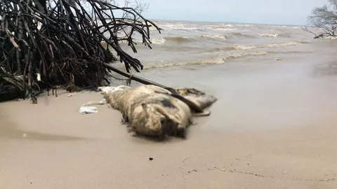 พบซากโลมาเกยหาด จ.ตราด ตั้งแต่ต้นปีเดือนตายแล้ว15ตัว