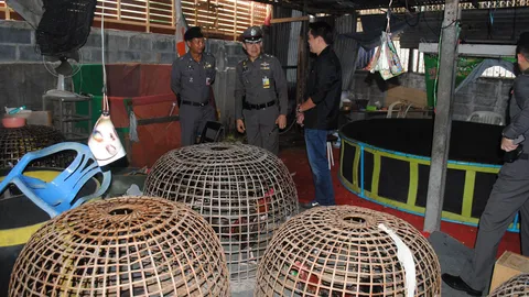 บก.น.1 บุกจับบ่อนไก่ชนย่านดินแดง รวบนักพนัน 89 ราย