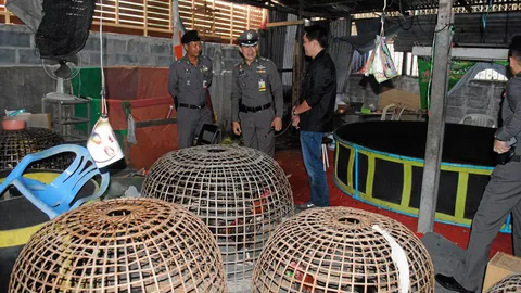 ทลายบ่อนไก่ ซิว89นักพนัน