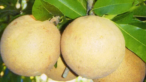 "ละมุดยักษ์สาลี่" กับเส้นทางพันธุ์หวานกรอบ