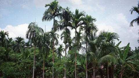 เกษตรกรยิ้มร่า ปลูกหมากรายได้งาม รับจ้างเก็บค่าแรงเพิ่ม