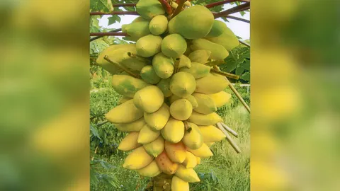 "มะละกอก้านใบม่วง"  กับที่มาพันธุ์ดกสวยอร่อย