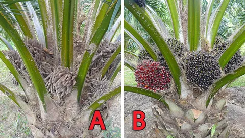 พันธุ์ปาล์มน้ำมัน ทางเลือกสู้ศึกเออีซี