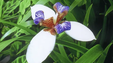 "ไอริสม่วง" สวยหายาก