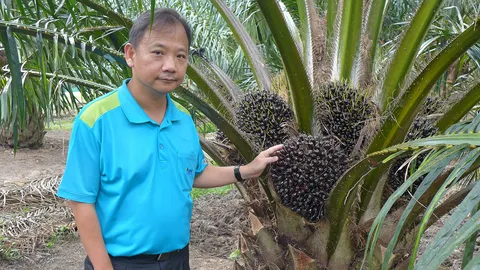 ปฏิวัติวิธีเติมปุ๋ยปาล์ม รับศึกเออีซี