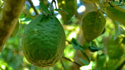 มะนาวไทยแพง! แม่ค้าข้าวแกงพลิกใช้ ‘มะนาวยักษ์’พม่า!