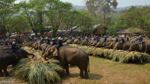 อลังการ! วันช้างไทย เชียงใหม่-ลำปาง จัดพิธีแห่ ยิ่งใหญ่